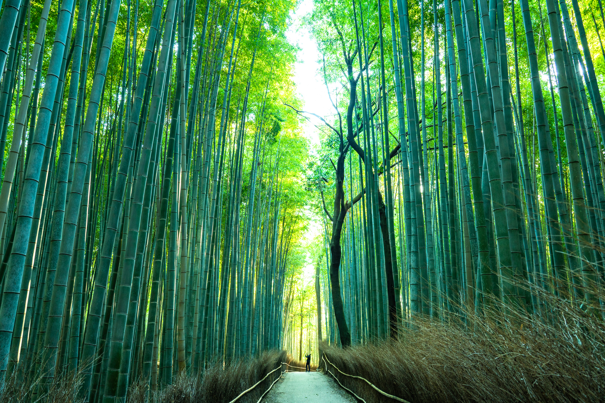 竹林の道