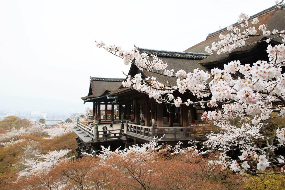 kiyomizusakura1