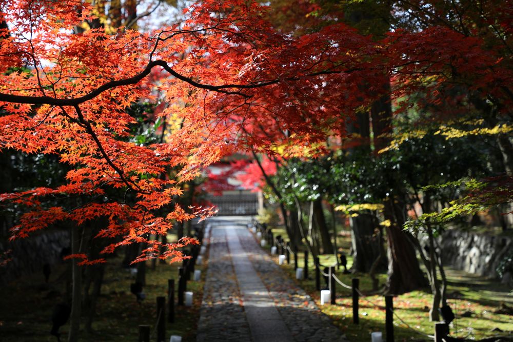 鹿王院