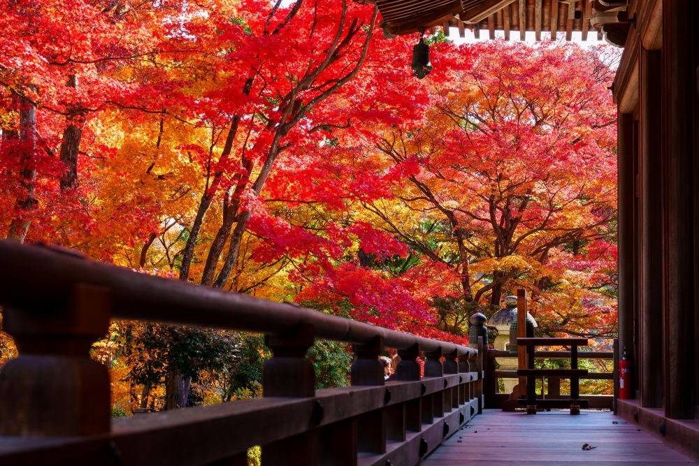 柳谷觀音 楊谷寺