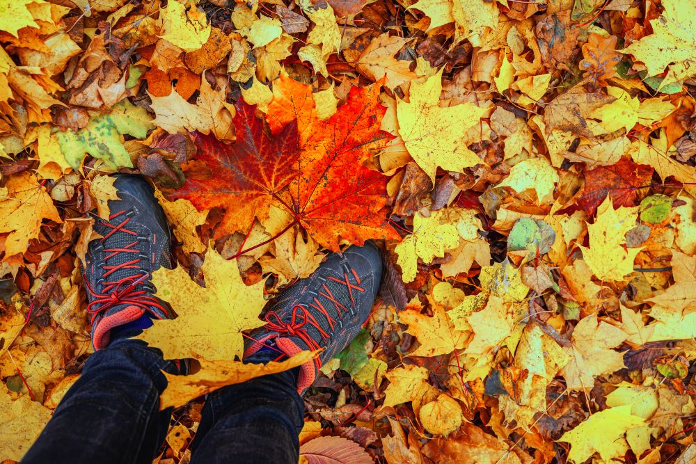 紅葉の中の靴