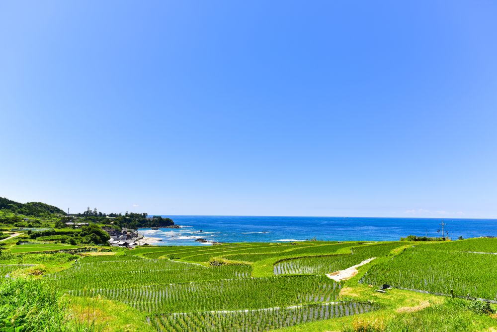袖志の棚田