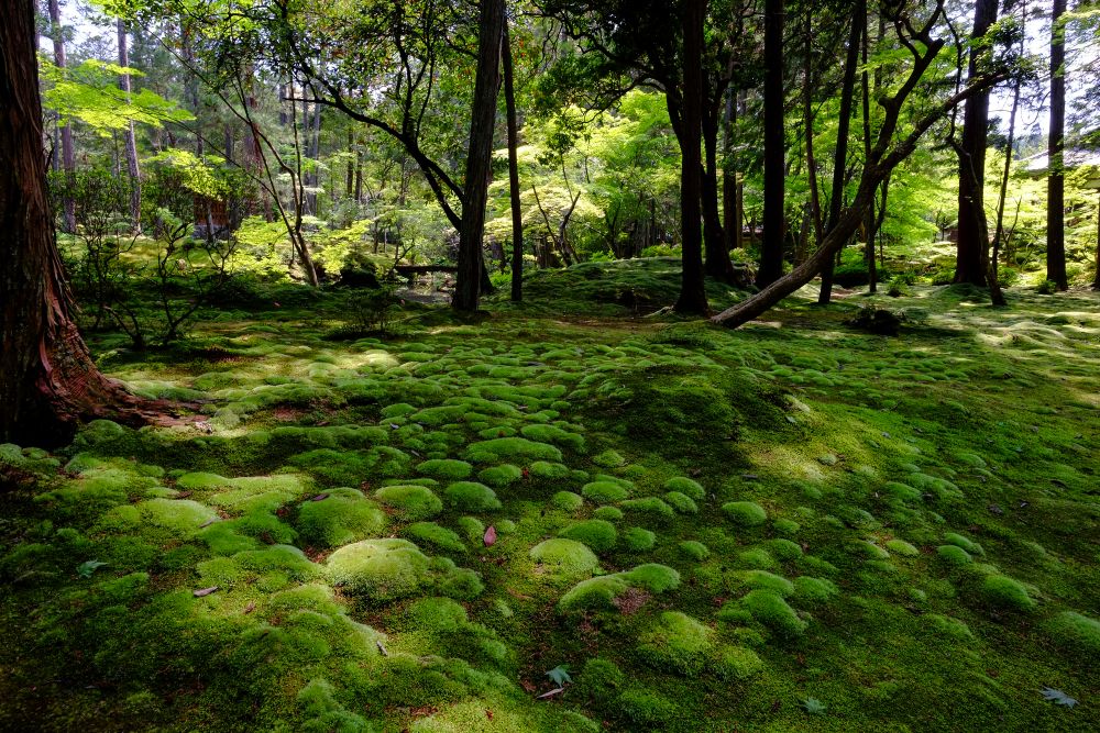 kokedera