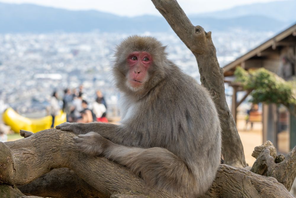 嵐山モンキーパークいわたやま